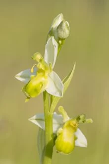 Images Dated 12th June 2014: Bee Orchid
