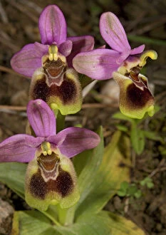 Images Dated 27th March 2005: Bee Orchid. Chios, Greece