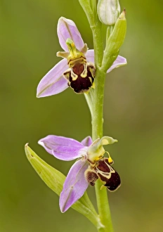 Bee Orchid - close up of flowers showing different angles and stages of flowers - June Bee Orchid - close up of flowers showing different angles and stages of flowers - June