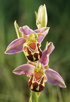 Orchids Prints: Bee Orchid / Flower ME 757 Ophrys apifera © Johan De Meester / ARDEA LONDON