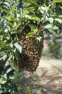 Images Dated 13th March 2008: Bee Swarm - on apple tree