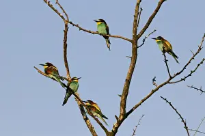 Bee Eater Prints: Beeaters on a tree, Austria