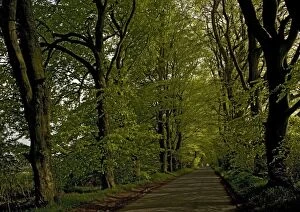 Images Dated 4th May 2005: Beech avenue on minor road south of Bower Chalke, south Wilts. Spring