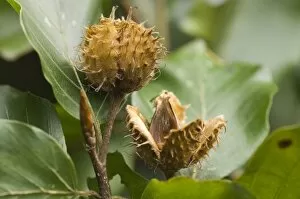 Beech - Beech-nuts in autumn