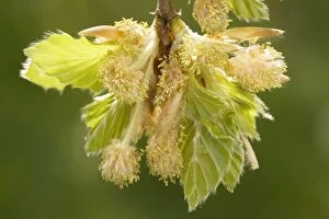 Images Dated 14th May 2006: Beech (Fagus sylvatica), male flowers and young leaves. Dorset