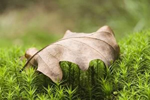 Images Dated 7th September 2007: Beech - Fallen leaf in autumn