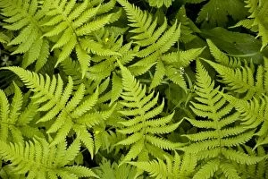 Images Dated 15th July 2006: Beech fern
