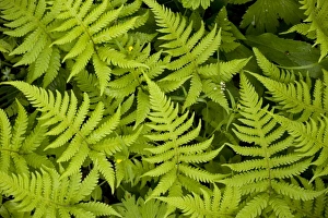 Images Dated 15th July 2006: Beech fern ( Phegopteris connectilis (= Thelypteris phegopteris)). Common in western Britain