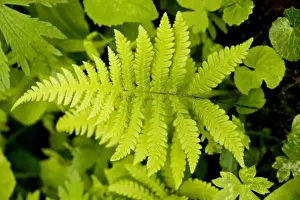 Shade Prints: Beech Fern - in shady woodland
