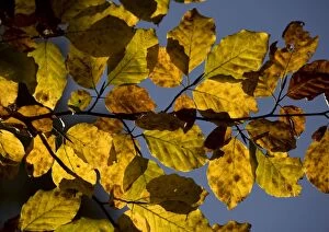 Images Dated 17th October 2005: Beech foliage in autumn
