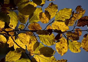 Mosaic Prints: Beech foliage in autumn
