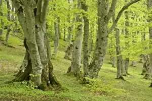 Weathered Prints: Beech forest ancient specimen in Bosco di Sant Antonio Majella National Park