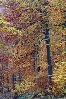 Beech Forest - in autumn colour - Bramwald - Lower Saxony - Germany