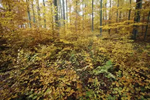 Beech Forest - in autumn colour - Bramwald - Lower Saxony - Germany