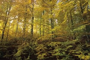 Beech Collection: Beech Forest - in autumn colour Lower Saxony, Germany