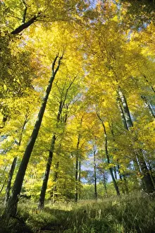 Canopy Prints: Beech Forest - in autumn colour Lower Saxony, Germany