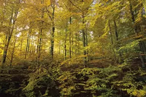 Beech Forest - in autumn colour Lower Saxony, Germany