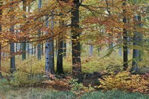 Images Dated 29th October 2009: Beech Forest - in autumn colour - Reinhardswald - N. Hessen - Germany