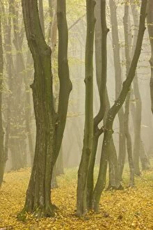 Images Dated 10th October 2008: Beech and hornbeam woodland in the mist