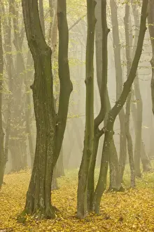 Saxon Prints: Beech and hornbeam woodland in the mist, Breite, near Sigishoara; Transylvania, Romania