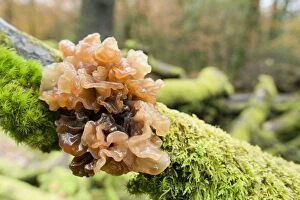 Images Dated 12th November 2012: Beech Jellydisc Fungi - Autumn
