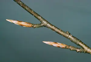 Buds Prints: Beech JLM 1613 Buds Fagus sylvatica © John Mason / ARDEA LONDON