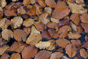Beech Collection: Beech leaf Serrahn 01