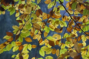 Beech Collection: Beech leaf Serrahn 02