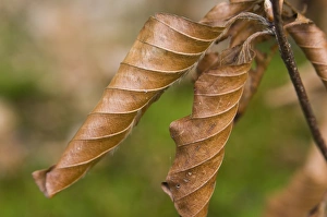 Images Dated 7th September 2007: Beech Leaves in autumn