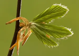 Shoot Prints: Beech leaves unfurling in spring