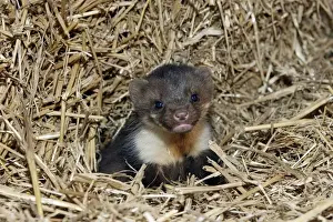 Marten Prints: Beech Marten; (Stone Marten). 5 weeks old