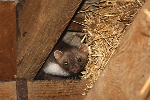 Images Dated 29th July 2007: Beech Marten / Stone Marten. Alsace - France