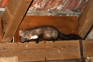 Images Dated 29th July 2007: Beech Marten /Stone Marten. Alsace - France