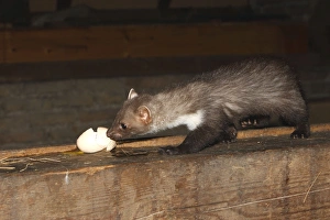 Images Dated 29th July 2007: Beech Marten / Stone Marten - eating egg. Alsace - France