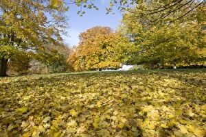Beech and plane trees - in golden yellow autumn colours