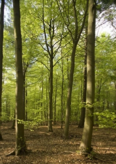 Images Dated 2nd May 2005: Beech plantation in Thetford Forest, Norfolk UK