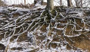 Beech - Roots in the snow