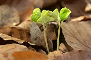Shoot Prints: Beech shoot pushing it's way through a layer of dried up leaves in early spring Baden-Wuerttemberg