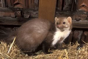 Images Dated 7th July 2004: Beech / Stone Marten