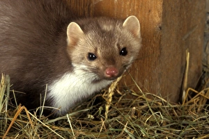 Images Dated 7th July 2004: Beech / Stone Marten
