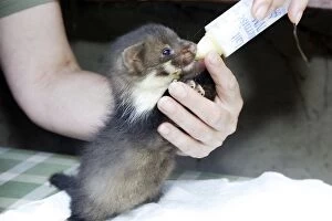 Images Dated 29th May 2005: Beech / Stone Marten - 5 weeks old, being bottled fed