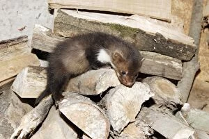 Images Dated 29th May 2005: Beech / Stone Marten - 5 weeks old. France