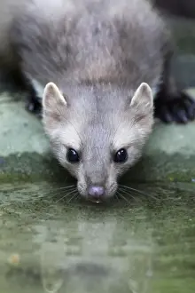 Marten Prints: Beech / Stone Marten - drinking from pool, Hessen, Germany