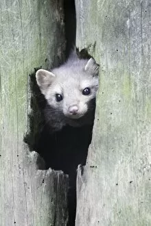 Images Dated 28th May 2009: Beech / Stone Marten - looking out of den entrance in tree stem, Hessen, Germany