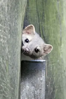 Beech / Stone Marten - looking out of den entrance in tree stem, Hessen, Germany