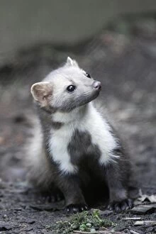 Images Dated 28th May 2009: Beech / Stone Marten - portrait showing white markings on front of animal, Hessen, Germany