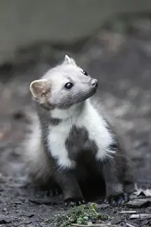 Marten Prints: Beech / Stone Marten - portrait showing white markings on front of animal, Hessen, Germany