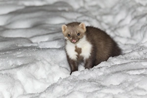 Images Dated 23rd December 2010: Beech / Stone Marten - in snow covered garden