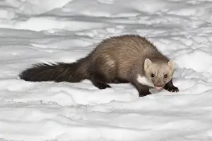 Beech / Stone Marten - in snow covered garden - Lower Saxony - Germany