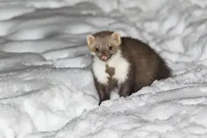Beech / Stone Marten - in snow covered garden - Lower Saxony - Germany